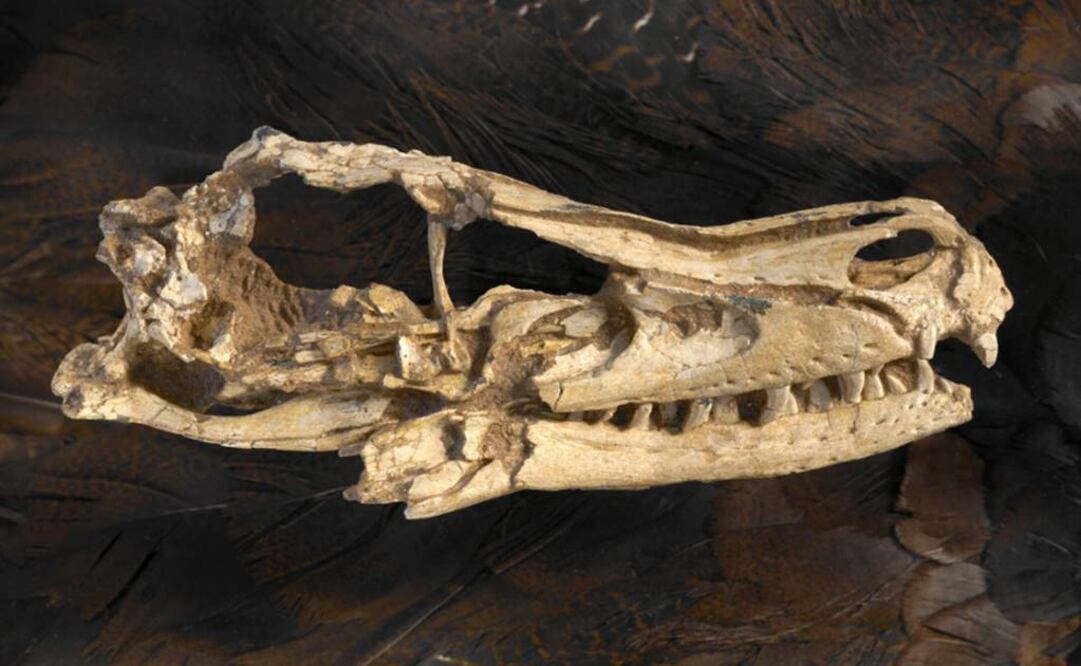 Los restos óseos corresponden a un adulto Dakotaraptor steini. Foto: Archivo