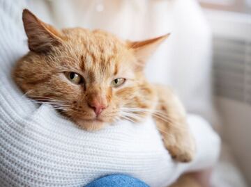 ¿Qué hacer si mi gato tiene la panza inflamada y blanda por PIF, según veterinaria?