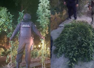 Hallan plantío de marihuana cerca de la FES Iztacala