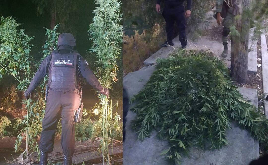 Foto: Especiales/ El Universal/ Las matas de mariguana alcanzaban hasta dos metros de altura