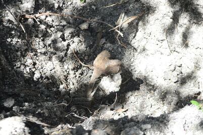 Compararán restos de desaparecidos en Morelos con los de familiares