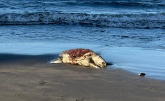 Greenpeace reporta 630 km de costa afectada en derrame petrolero del Golfo de México; pide declarar emergencia ambiental