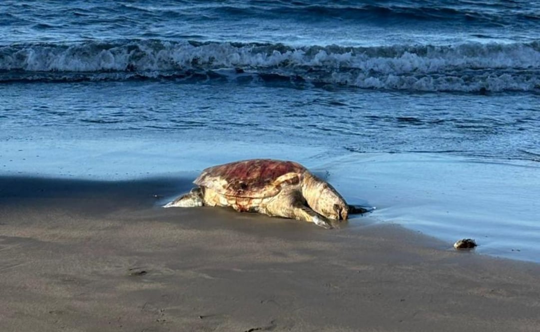 La organización Greenpeace señaló que el derrame de petróleo se extiende en Tamiahua, Tuxpan, y Cazones, afectado el Corredor Arrecifal del Suroeste del Golfo de México. Los daños suman un total de 630 kilómetros de línea de sota. Foto: Cortesía Greenpeace/ Cuartoscuro