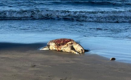 Greenpeace reporta 630 km de costa afectada en derrame petrolero del Golfo de México; pide declarar emergencia ambiental