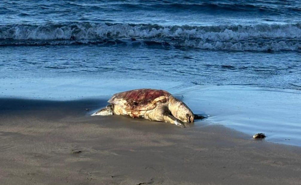La organización Greenpeace señaló que el derrame de petróleo se extiende en Tamiahua, Tuxpan, y Cazones, afectado el Corredor Arrecifal del Suroeste del Golfo de México. Los daños suman un total de 630 kilómetros de línea de sota. Foto: Cortesía Greenpeace/ Cuartoscuro