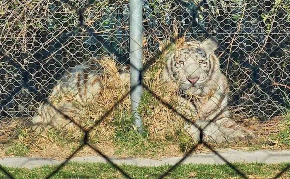 Fiscalía Edomex emite ficha de búsqueda para localizar a familiares de hombre que ingresó a reserva de leones en Ocoyoacac.
Foto: Especial.