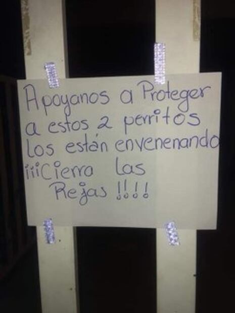 Envenenan a perros callejeros en fraccionamiento de Oaxaca