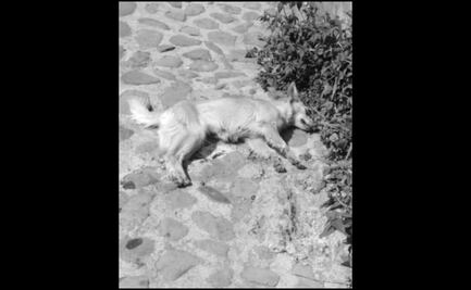 Reportan envenenamiento masivo de perros en Veracruz