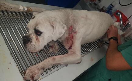 A proceso, extranjero por apuñalar a perro en colonia Portales