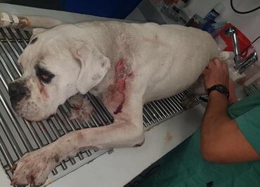 A proceso, extranjero por apuñalar a perro en colonia Portales