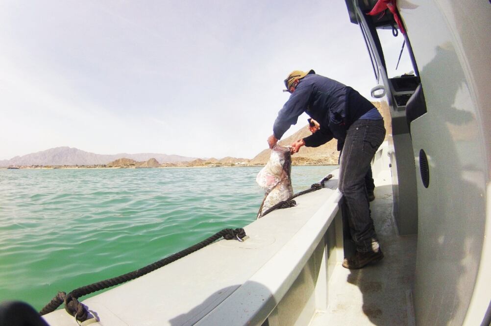 Aunque la pesca de totoaba está prohibida, en el Alto Golfo de California su captura sigue de forma ilegal, sea por pobladores que la usan para aumentar sus ingresos y para alimentarse, o por redes que trafican al mercado asiático. (ALEJANDRO MELGOZA)