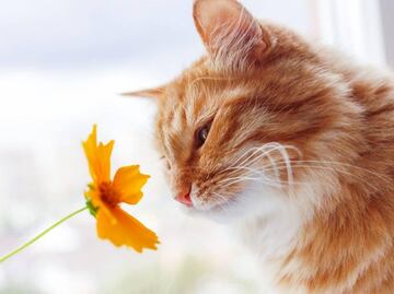 Gatos: conozca cuáles son las flores altamente venenosas para su mascota y los síntomas