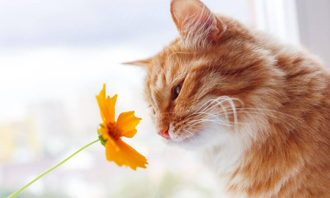 La flor de Navidad también genera grandes problemas en los gatos. Foto: iStock
