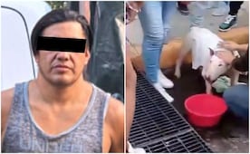 VIDEO: SSC rescata a dos perritos encerrados en camioneta; dueño es detenido por presunto caso de maltrato animal