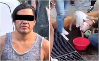 VIDEO: SSC rescata a dos perritos encerrados en camioneta; dueño es detenido por presunto caso de maltrato animal