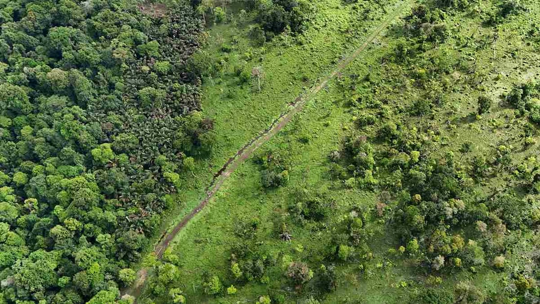 Aparente pista clandestina destruye humedal protegido
Esta imagen aérea tomada con dron revela una aparente pista clandestina construida dentro del Refugio de Vida Silvestre Gandoca-Manzanillo, en el Caribe sur de Costa Rica, muy cerca de la frontera con Panamá. Las imágenes aéreas tomadas por un equipo de La Nación en el sitio, comparadas con fotografías satelitales de Google Earth y los mapas del Registro Nacional de Humedales, revelaron que el terreno, de unos 500 metros de largo, fue abierto mediante la tala de bosque y el relleno de un humedal protegido. La Fiscalía Ambiental de Costa Rica investiga el caso por presuntos delitos de cambio de uso de suelo y daño a un ecosistema frágil, mientras que la Administración de Control de Drogas de Estados Unidos (DEA) vincula la zona con rutas del narcotráfico regional. Por razones de seguridad, la identidad del autor de la fotografía se mantiene en reserva.
Foto: La Nación, Costa Rica