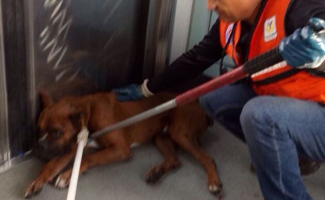 Rescatan a perro en la Línea B