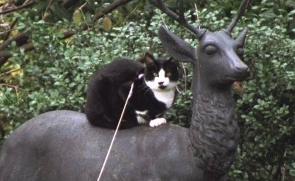 Gatos con suerte: las mascotas de políticos y millonarios que viven en palacios