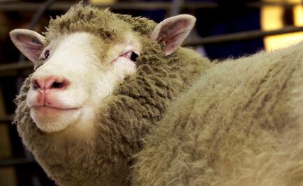 Los clones de la oveja Dolly envejecen con buena salud