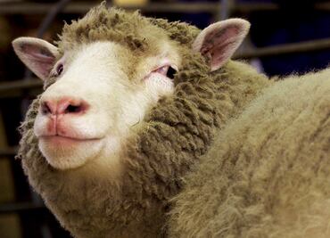 Los clones de la oveja Dolly envejecen con buena salud
