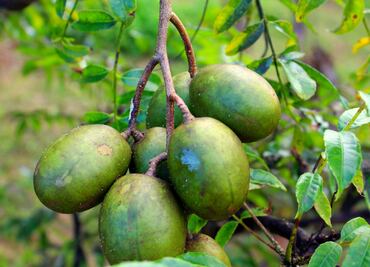 La fruta negra rica en fibra que ayuda a mejorar la digestión