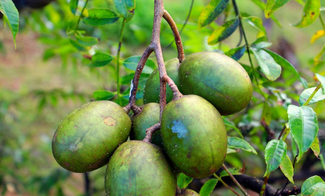 Esta fruta destaca por su sabor dulce y beneficios digestivos. Foto: Pexels / Hiram Alvárez