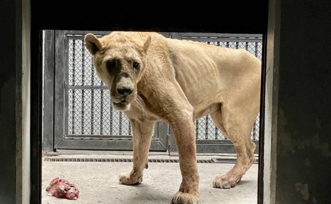 Foto: Profepa ilustrativa/ El Universal/ En el predio de la Fundación Black Jaguar - White Tiger, fueron hallados 177 felinos en un estado de salud muy delicado