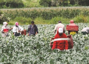 Rescatan a 25 jornaleros en Coahuila tras denuncia de explotación