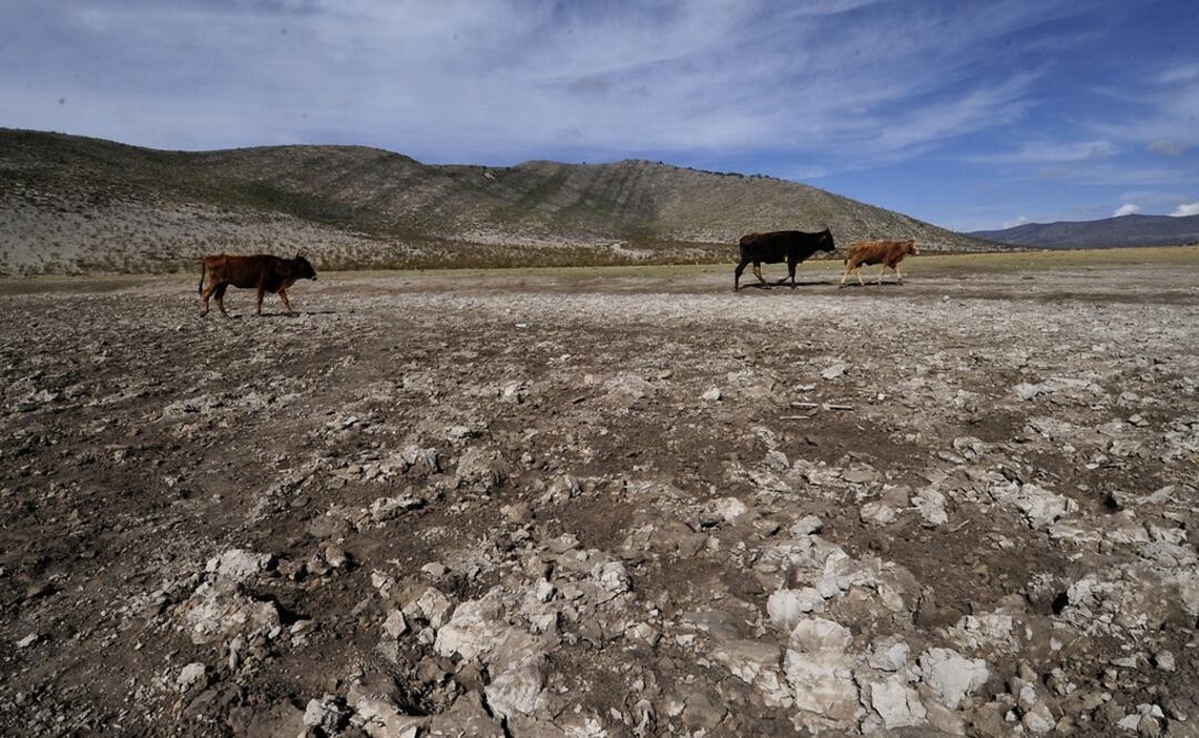 Foto: Archivo. EL UNIVERSAL