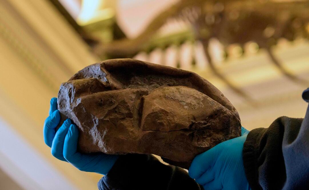 Foto: AFP PHOTO / CHILEAN NATIONAL MUSEUM OF NATURAL HISTORY / CRISTIAN BECKER