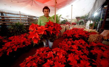 Crearán banco nacional de flor de Nochebuena