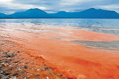 Florecimientos algales nocivos