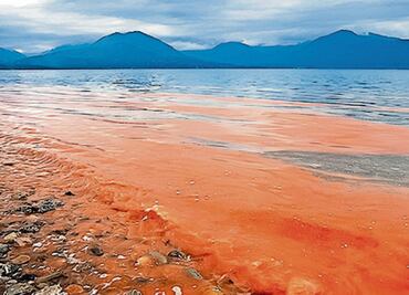 Florecimientos algales nocivos