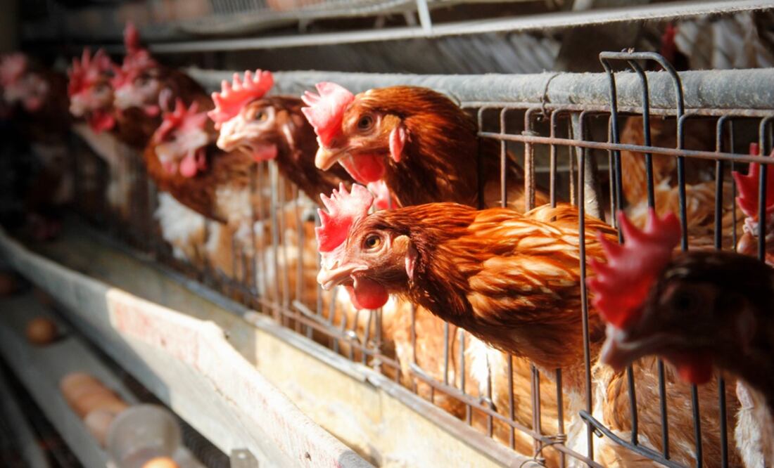 Industria avícola pierde más de 100 mdp por bloqueos de CNTE