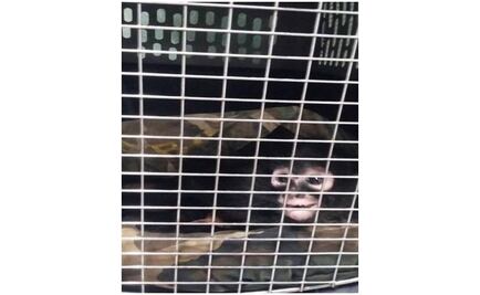 Trasladan a la CDMX a mono araña recuperado en Jalisco