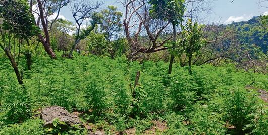 Destruyen 3 plantíos de marihuana