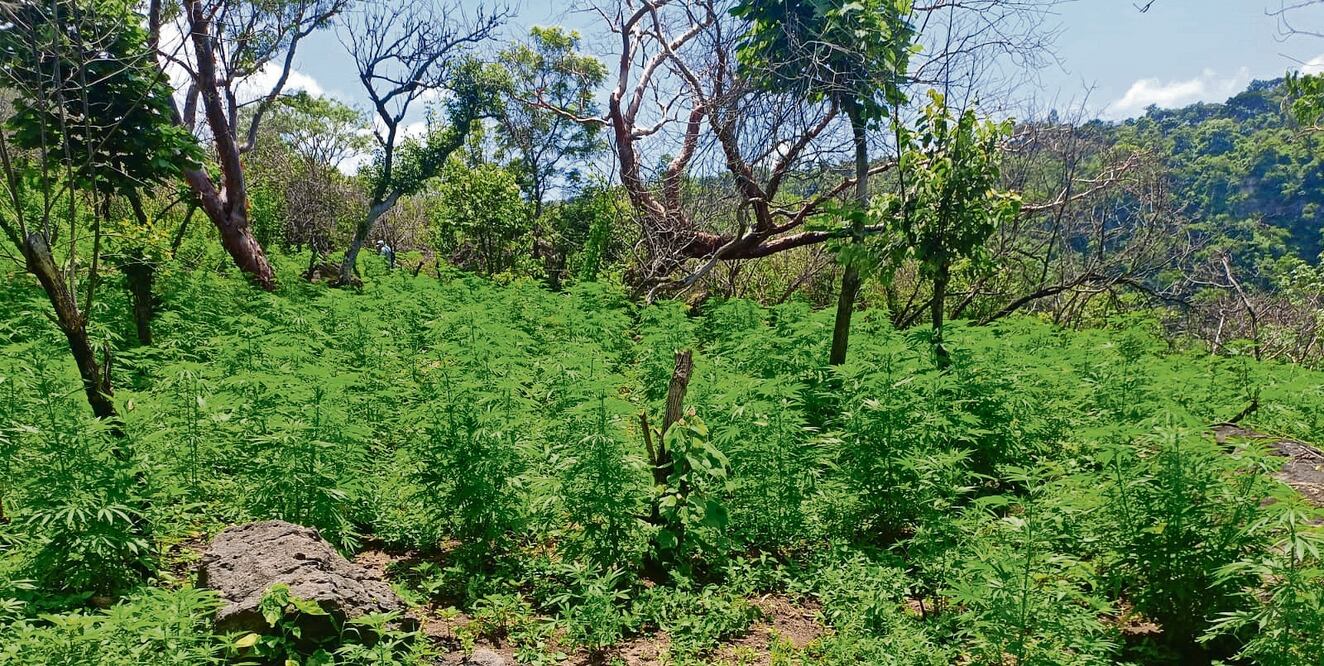 Las plantas de marihuana fueron destruidas con el método de mano de obra e incineración. Foto Especial