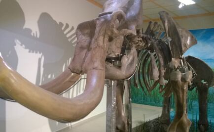 Exhiben en Tultepec restos de mamut de 14 mil años de antigüedad 