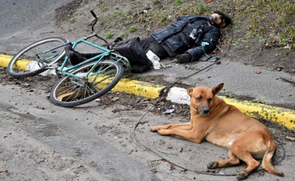 Pese a la guerra, mascotas permanecen junto a los cuerpos de sus dueños en Ucrania 