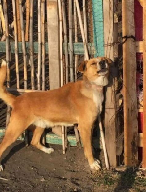 Envenenan a perros callejeros en fraccionamiento de Oaxaca