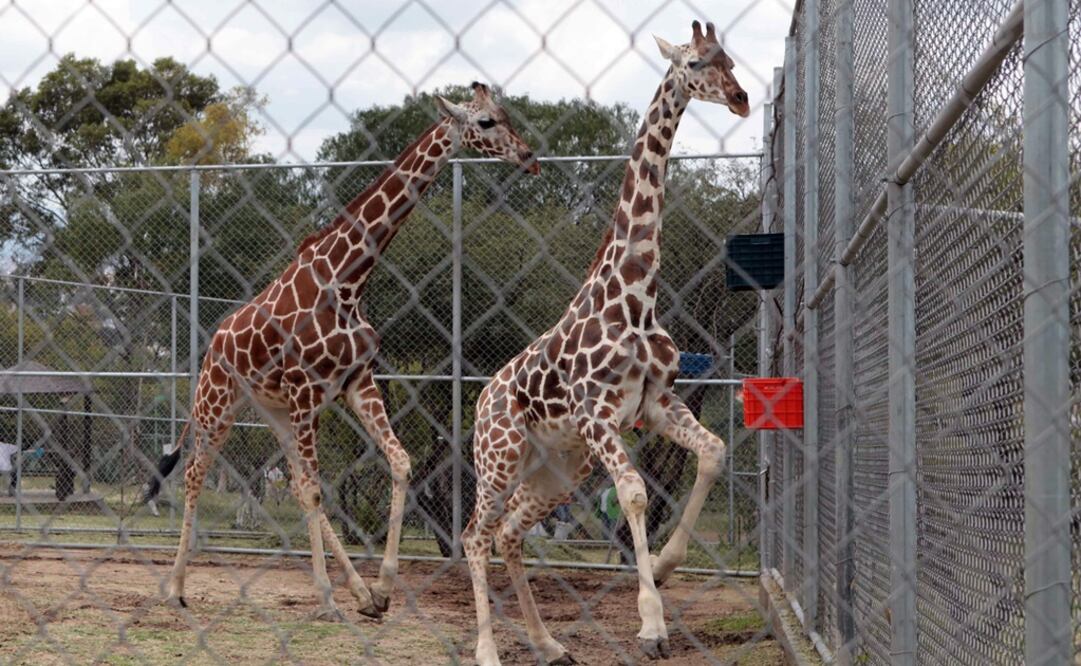 (Foto: Archivo - EL UNIVERSAL)