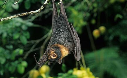 Pobladores queman murciélagos “por miedo” a Covid-19 en Perú  