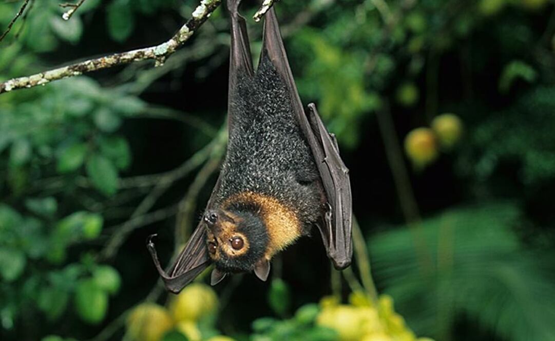 Foto: Archivo / EL UNIVERSAL 