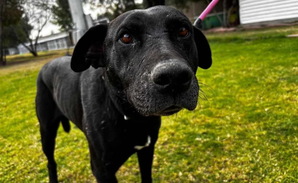 El Centro de Transferencia Canina, en el marco del Día Mundial del Perro, promueve la adopción responsable. / Foto: Especial