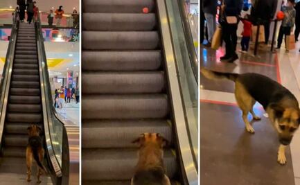 Perrito causa ternura al jugar en escaleras eléctricas de un centro comercial