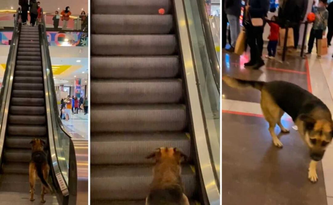 Perrito causa ternura al jugar en escaleras eléctricas de un centro comercial