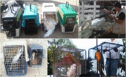 21 exotic birds seized from El Chapo's ranch