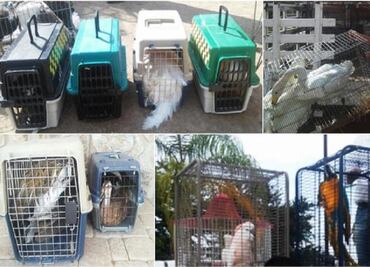 21 exotic birds seized from El Chapo's ranch