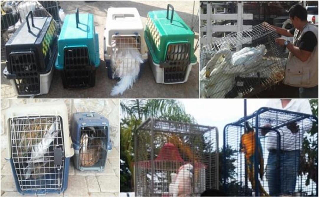 The birds were taken to Mundo Zafari, in Culiacán.  (Photo: Profepa) 