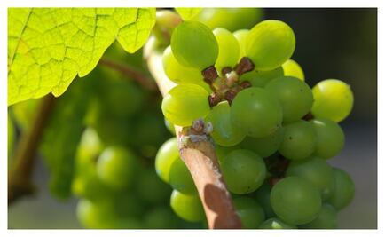 Versátiles y nutritivas; así son las uvas.